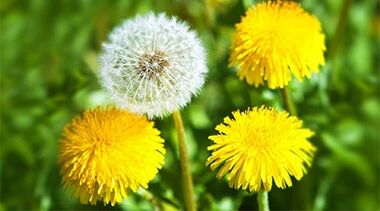 metode za odstranjevanje papiloma z ljudskimi zdravili